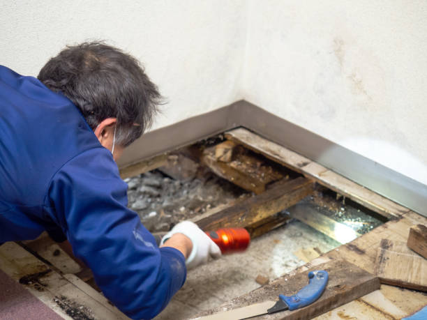 Best Mold Remediation  in Harwood Heights, IL