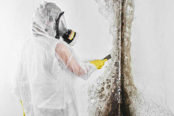Best Commercial Mold Removal  in Harwood Heights, IL