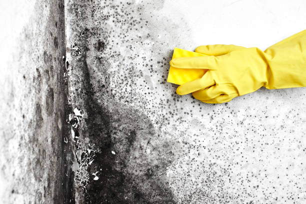 Best Mold Damage Repair  in Harwood Heights, IL