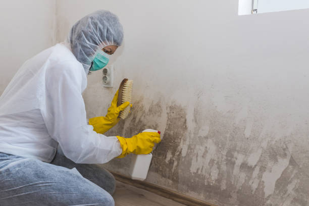 Best Toxic Mold Removal  in Harwood Heights, IL