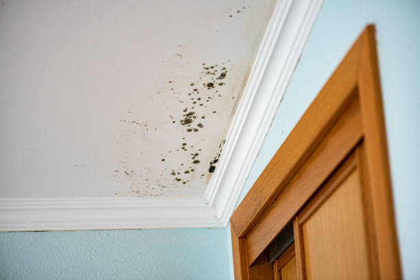 Office Mold Removal Services in Harwood Heights, IL