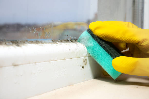 Best Crawl Space Mold Removal  in Harwood Heights, IL