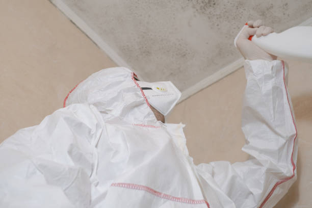 Best Mold Removal Near Me  in Harwood Heights, IL
