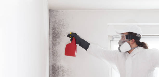 Best Certified Mold Removal  in Harwood Heights, IL