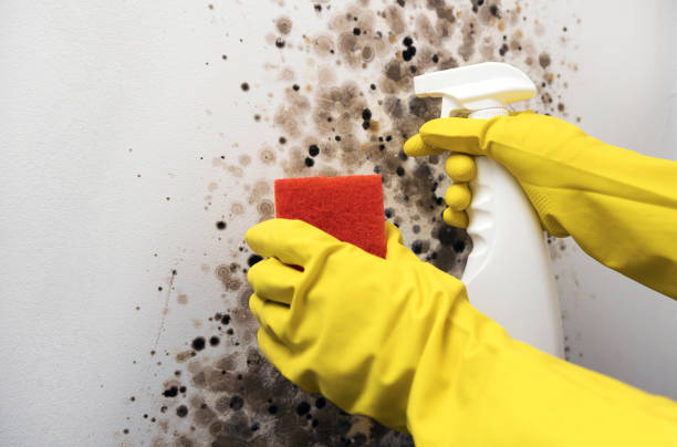 Home Mold Removal in Harwood Heights, IL