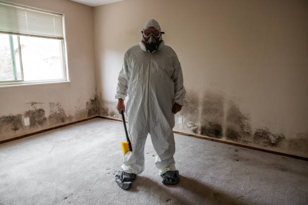 Trusted Harwood Heights, IL Mold Removal Experts