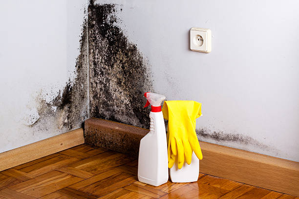 Best Mold Testing  in Harwood Heights, IL