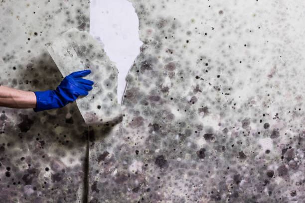 Water Damage Restoration in Harwood Heights, IL