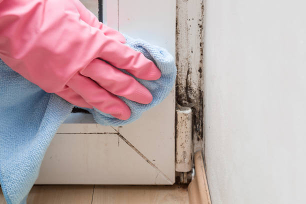 Best Affordable Mold Removal  in Harwood Heights, IL